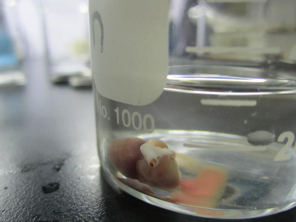 BEAUTIFUL. SERIOUSLY. APP RE CI ATE. (I hope you can imagine how much time and love I rightfully devoted to this image and its sister videos.)